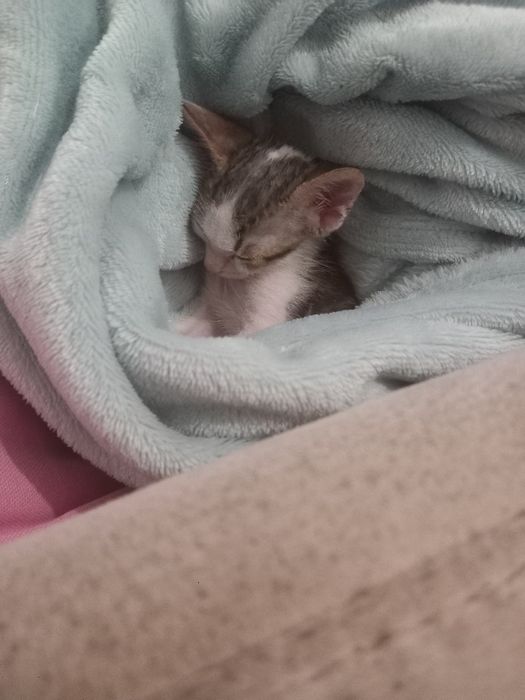 DOA-SE filhote de gato.