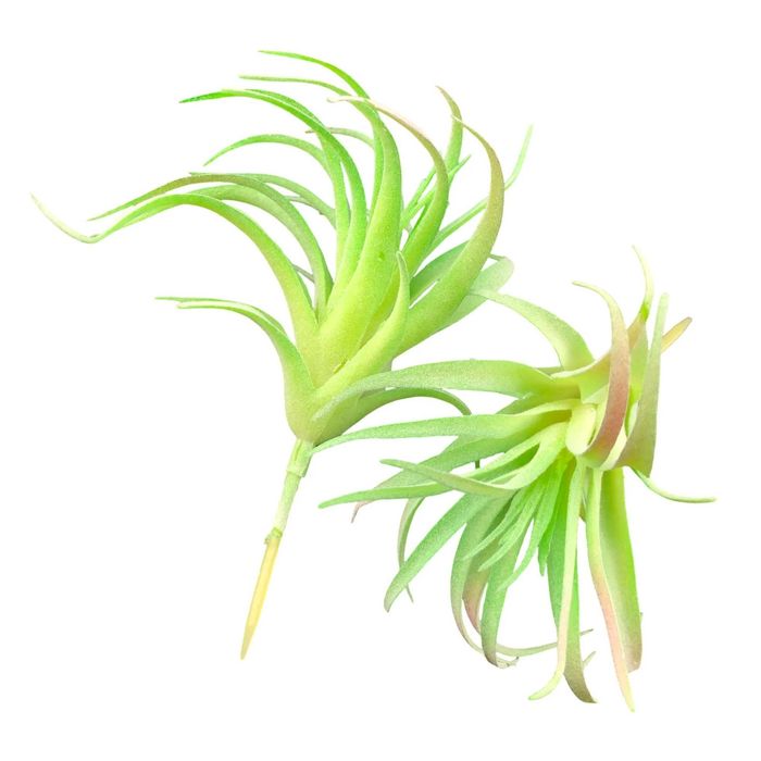 Roślina sztuczna – Tillandsia Brachycaulos Abdida Green – Rozmiar L