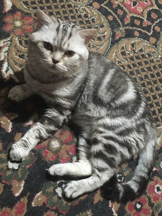 Котик чорний мармур на сріблі