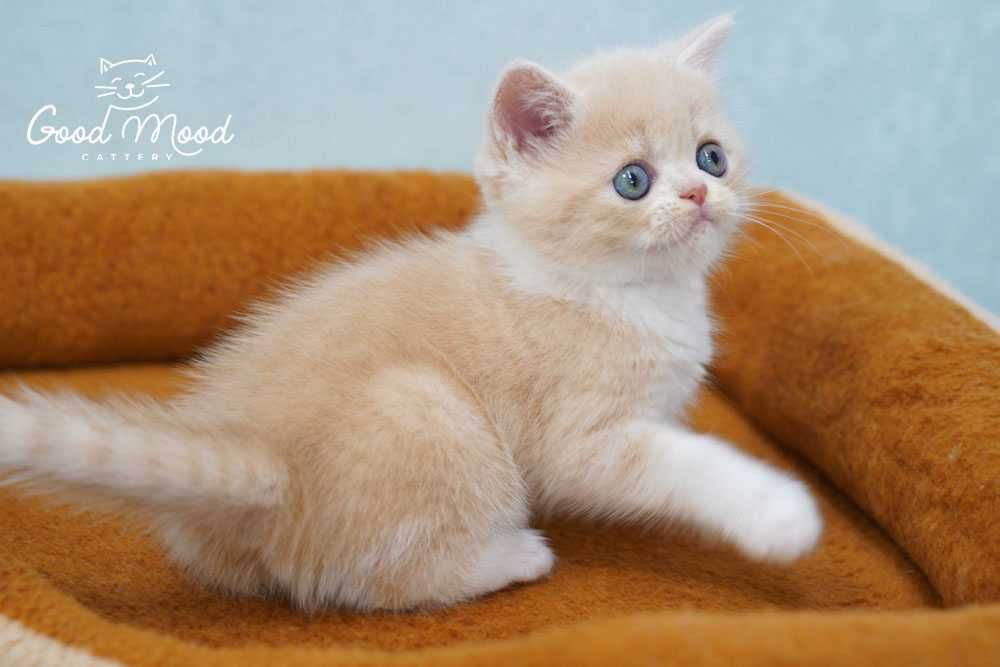 Шотландське кошеня кремового кольору. З документами!