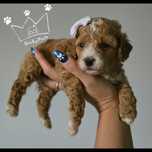 Maltipoo pudel toy red loki białe badania paszport wyprawka