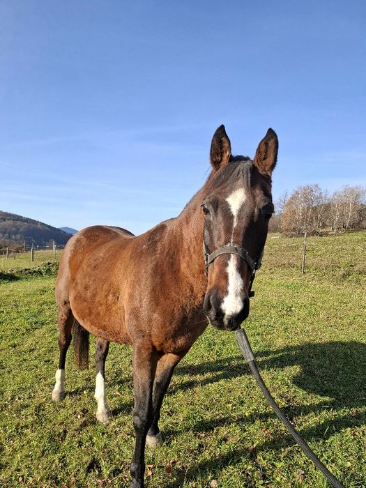 Sprzedam klacz Wielkopolską