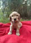 Cocker spaniel angielski