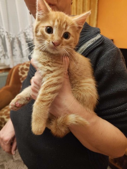 oddam kotki w dobre ręce, póki co nie mam kotków