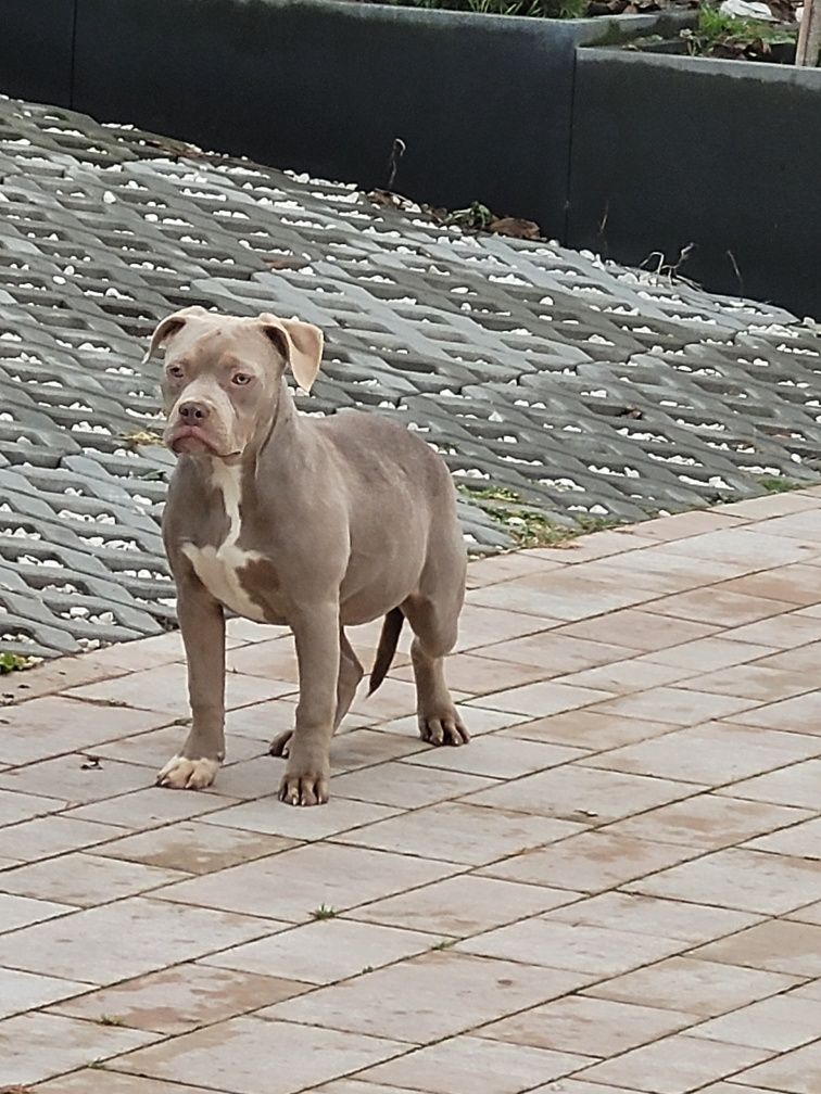 American bully suczka liliowa 5 mies