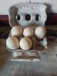Ovos de perua fecundados (galados) alteração do preço agora 0,60€