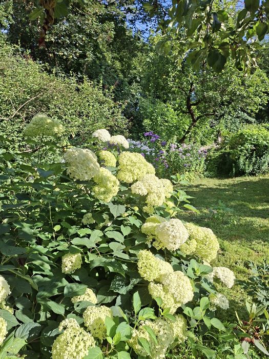Дейция, Будлея, Форзиція, Вейгела, Спірея, Гортензія Анабель, Берескле