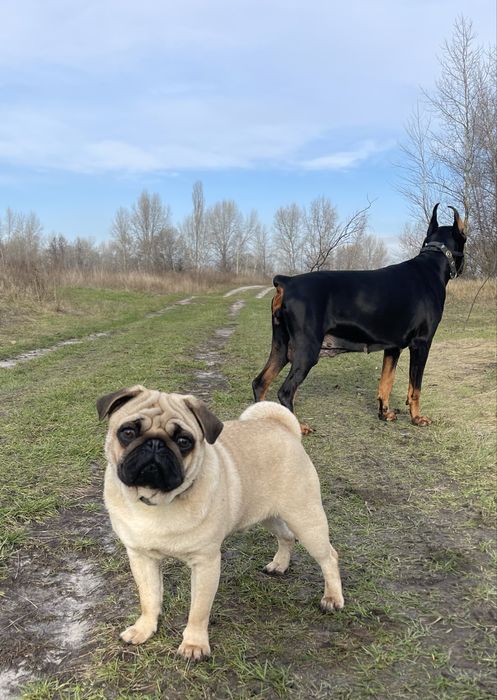 Мопс цуценята супер якість, п-к Голден Пак