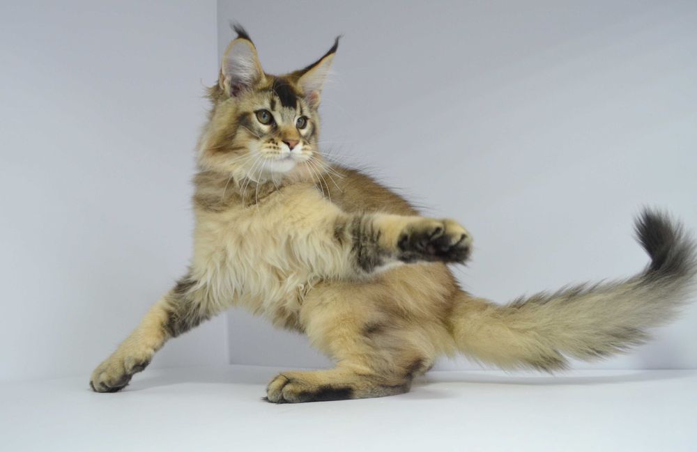 Мейн кун. Мальчик Neo 3мес.