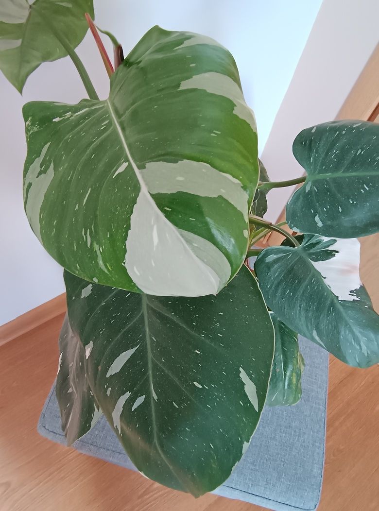 Filodendron/Philodendron White