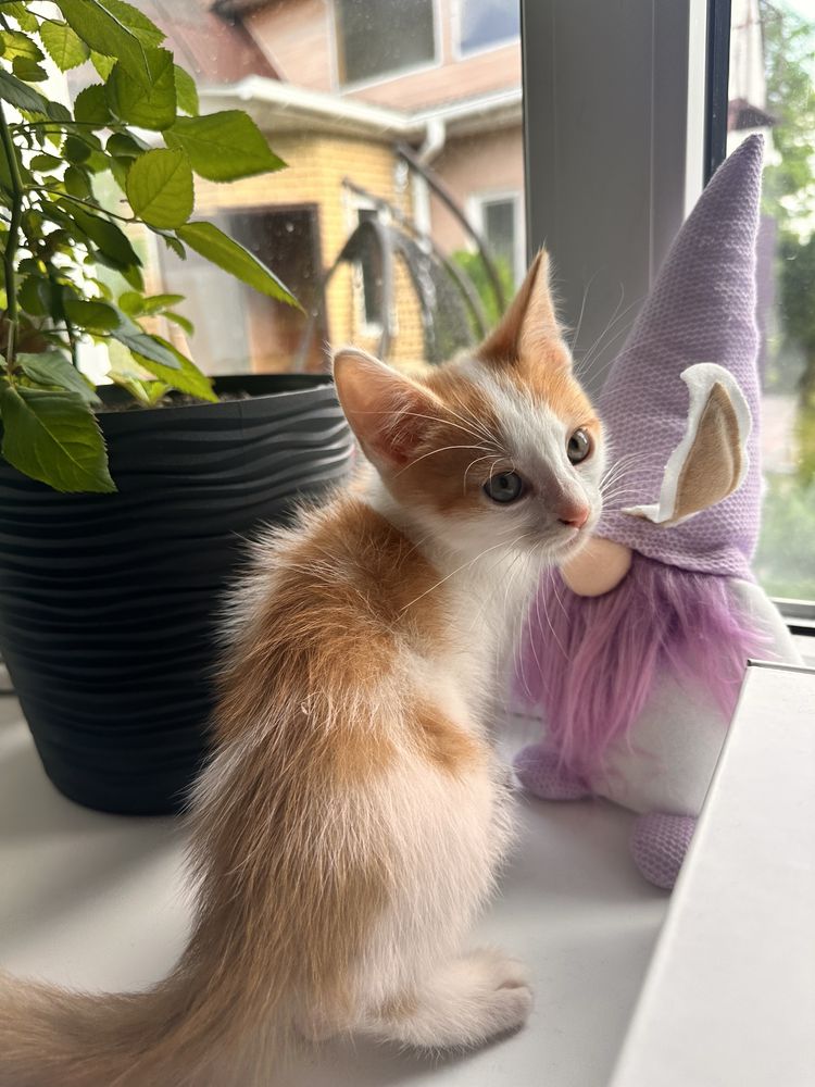 Віддам кошенят безкоштовно