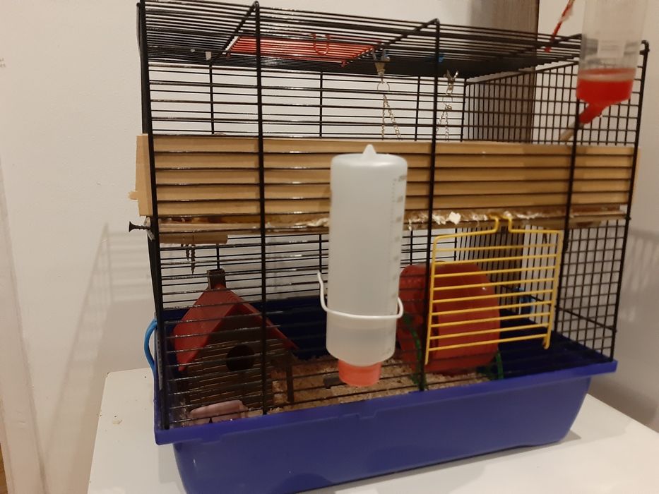 Dwa chomiki dżungarskie z klatką pietrową