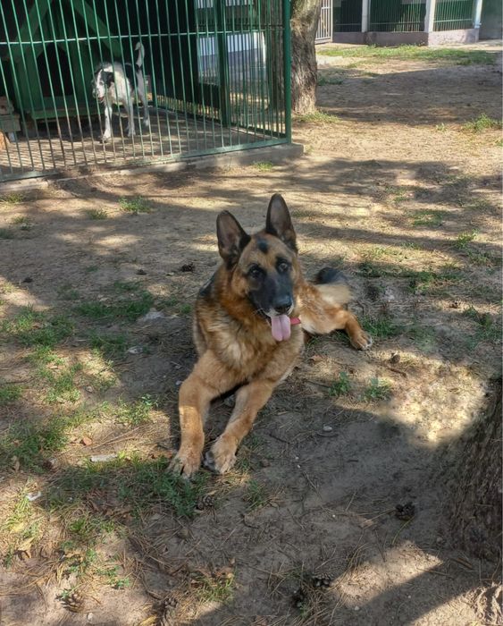 Owczarek Damon dla doświadczonych