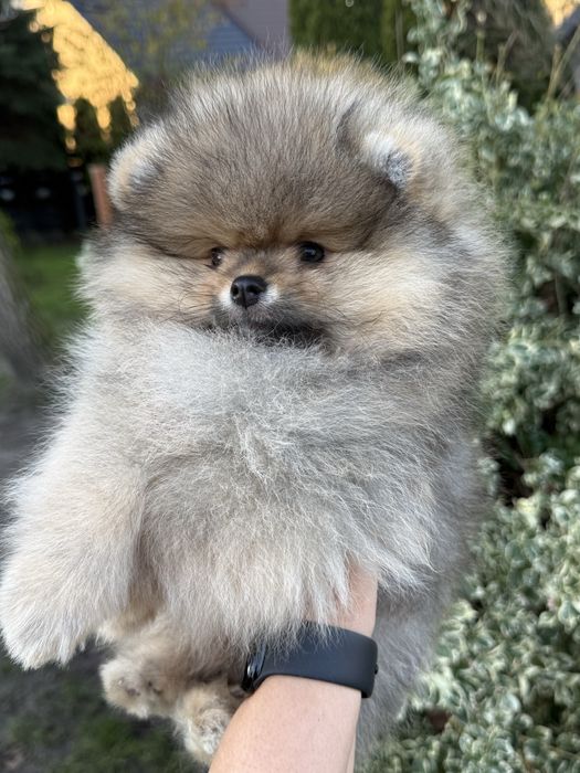 Szpic miniaturowy pomeranian