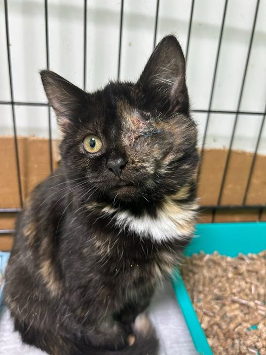 Кошенятко кішечка шукає родину!