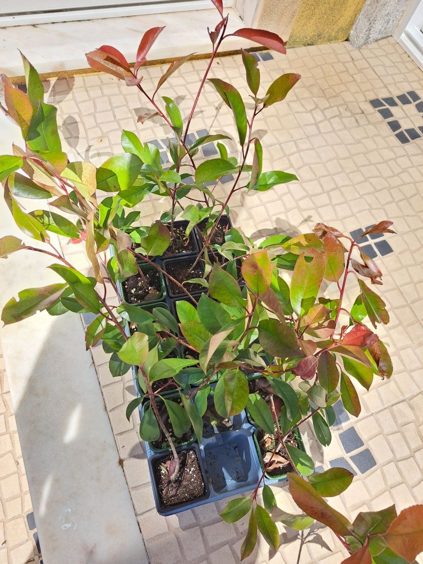 Photinias/Fotinias