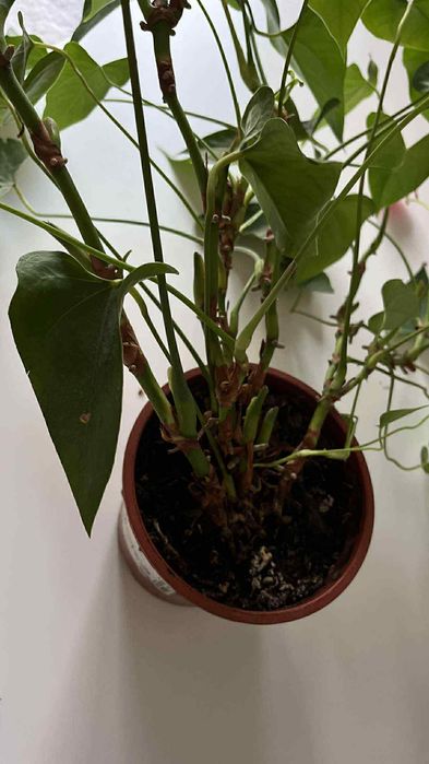 Duże anturium anthurium kwiat roślina