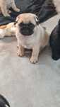 Pug Carlin Pedigree e Afixo