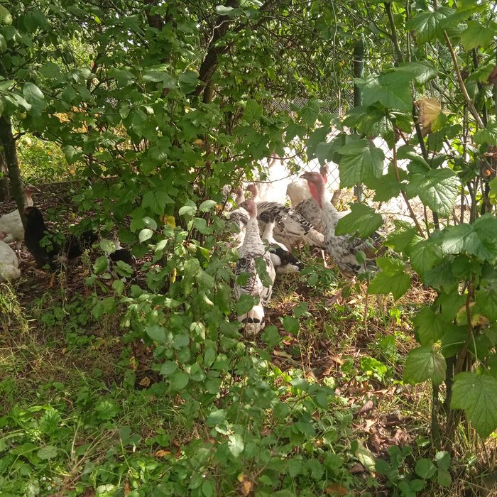 Продам молодих індиків