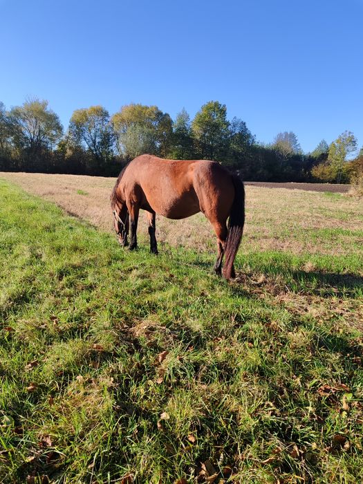 Молода робоча кобила