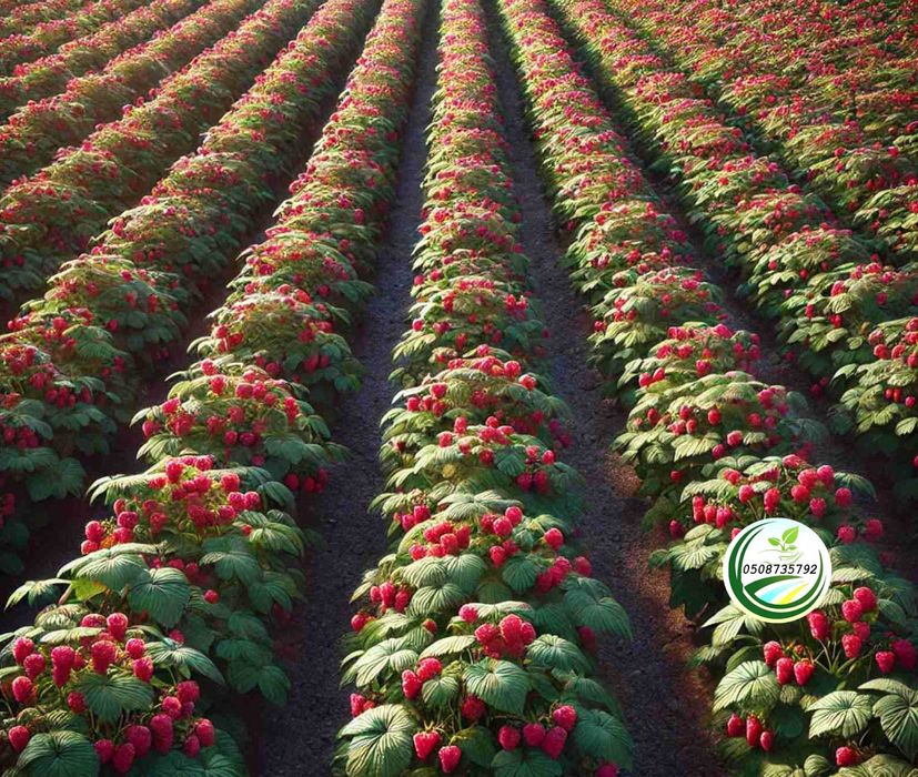 Саджанці малини  raspberry tree (ремонтантна) малина червона