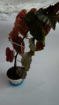 Бегония декоративно-лиственная цветок скидка