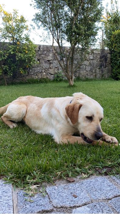 Para adoção Labrador zona de Vale de Cambra