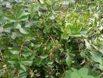 Aronia Aronia Ekologiczna