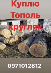 Закупаем кругляк Тополя