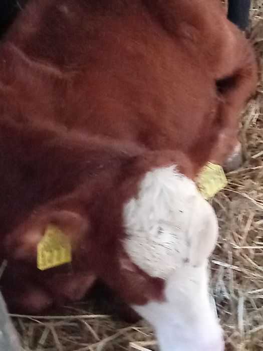 Jałówki byczki mięsne charolaise angus hereford byczki cielęta