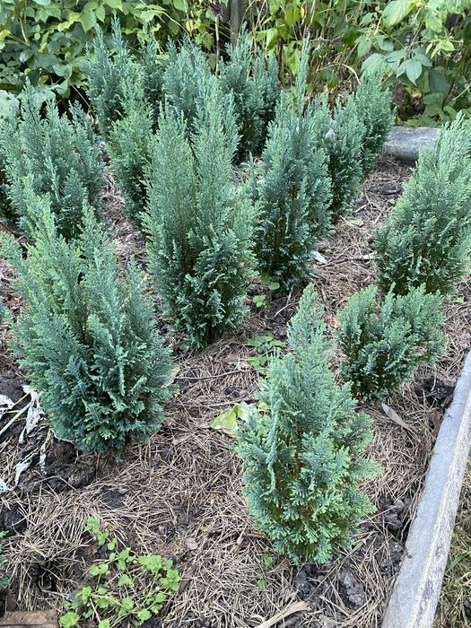 Кипарисовики Лавсона Елвуді і горохоплідний Булевард