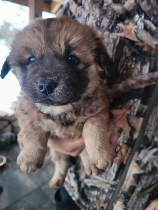 Szczeniaczki po chow chow