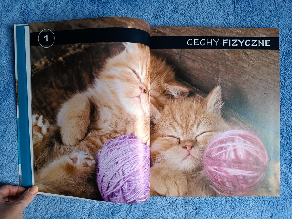 Nowy pięknie ilustrowany przewodnik Koty opieka, wybór, rasy