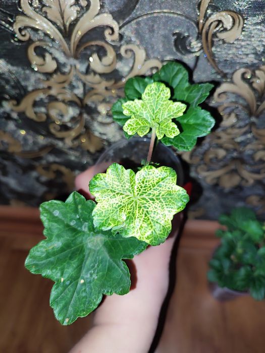 Пеларгонія ампельна та кущова