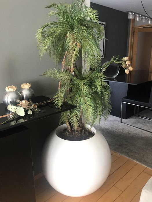 Palmeira com vaso grande