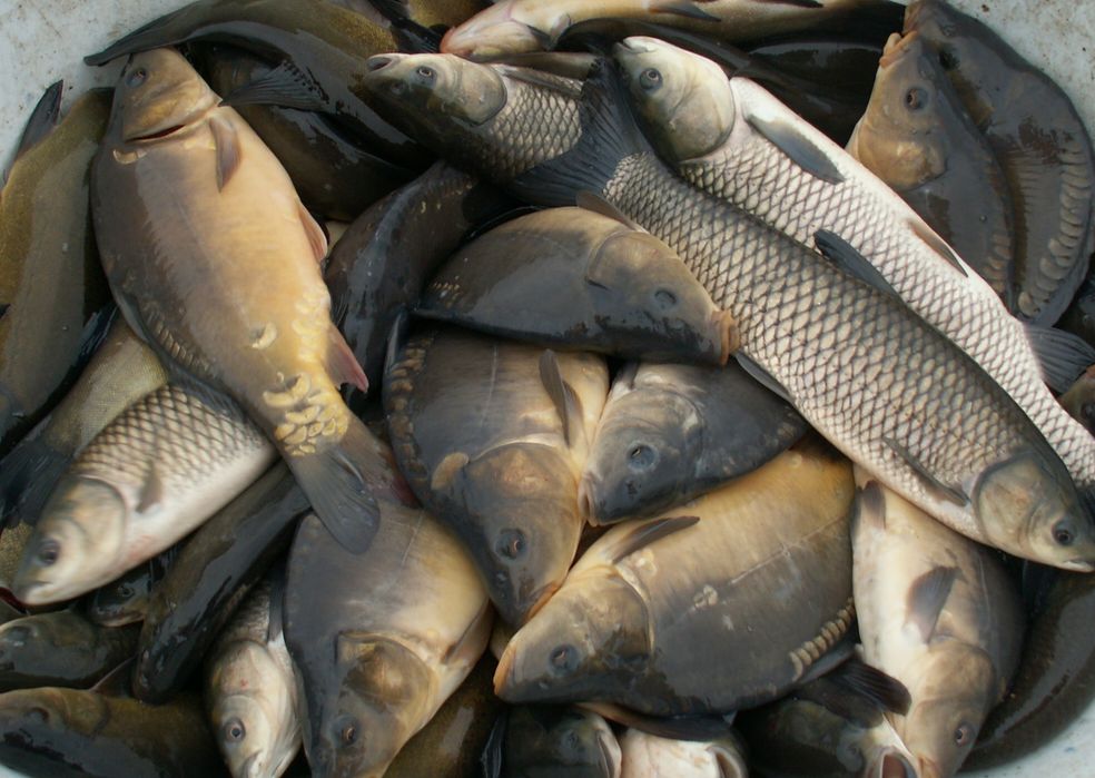 Karp Amur Gospodarstwo Rybackie