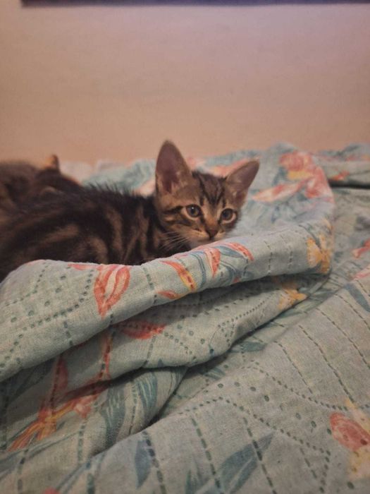 Dou gatinho macho faz 2 meses dia 20