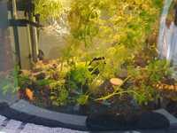 Kabomba roślinki akwariowe