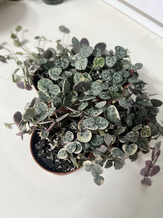 Церопегія варієгаьна, хойя матільда сплеш