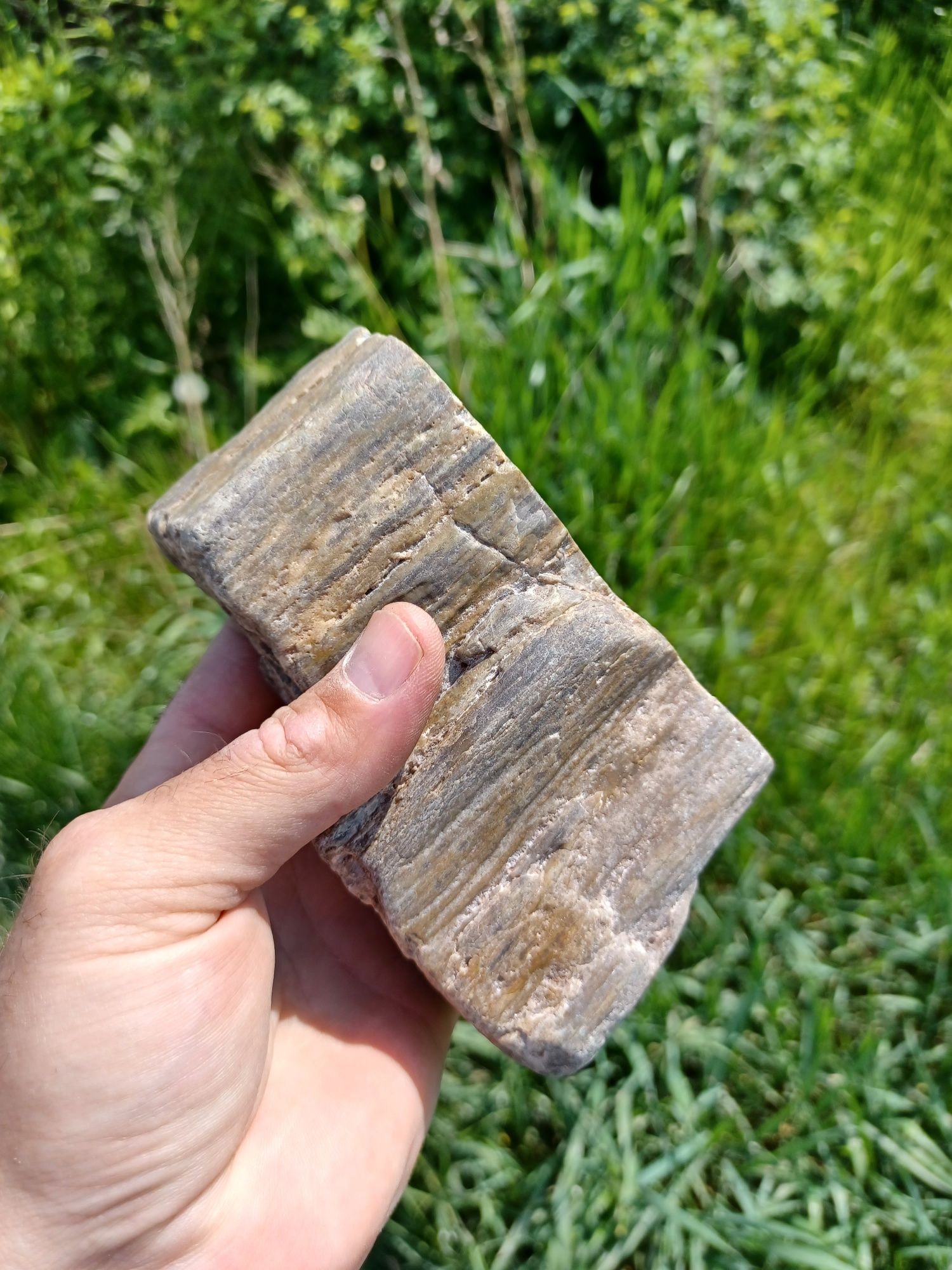 Minerały, skamieniałości skrzemieniałe drewno