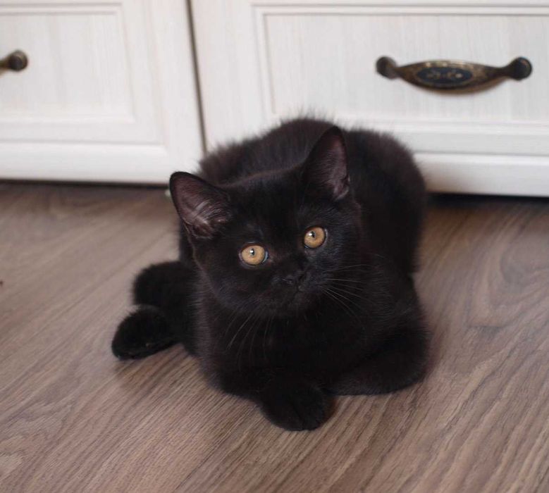 Гарні кошенятка, для супер господарів