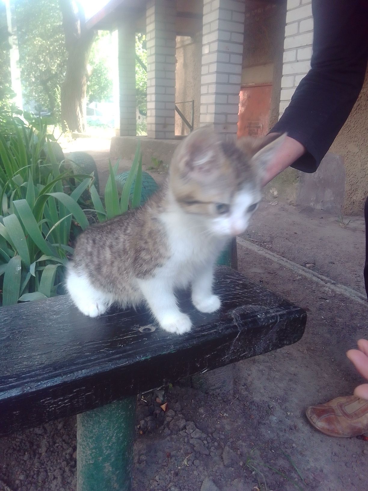 Віддам котика  вхороші руки