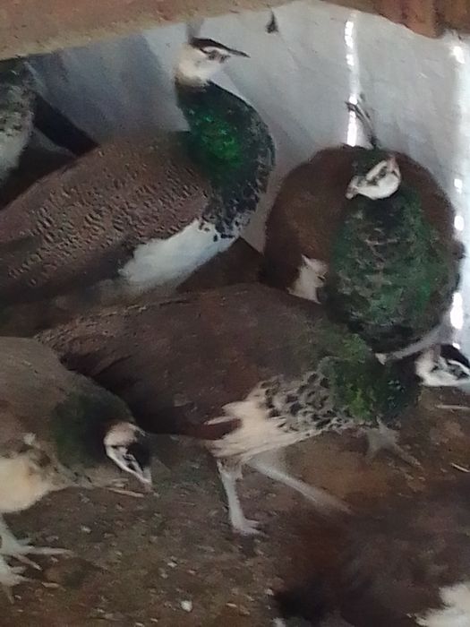 Sprzedam pawie niebieskie