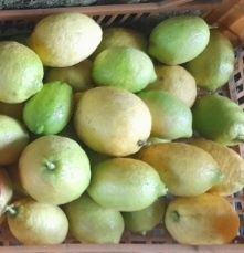 Cogumelos silvestres, Legumes, frutas, etc..tudo bio...