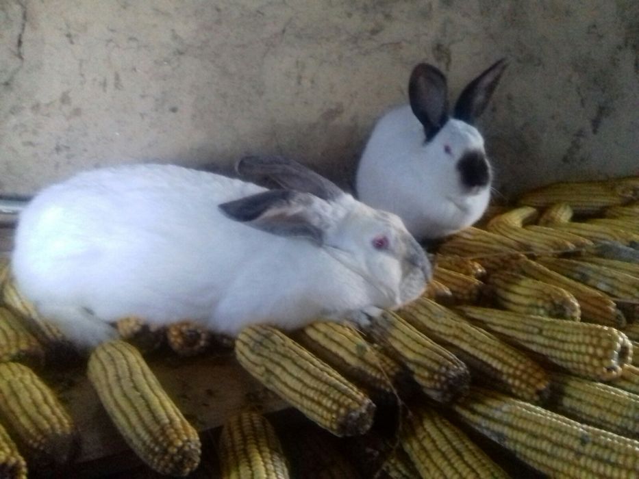 Молоді кролики готові до переїзду!!!