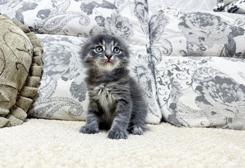 Крутой Вислоухий котёнок )