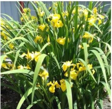 Ірис водяний (болотяний)