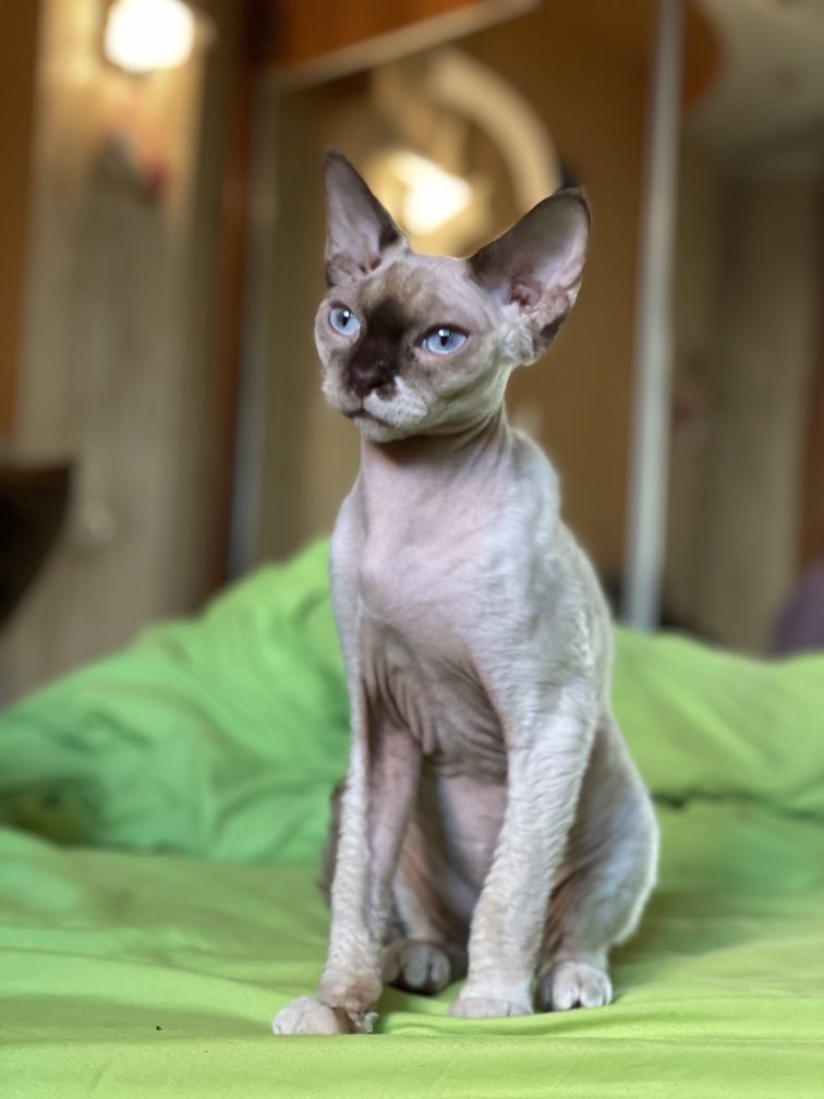 Royal Mango Devon Rex, cфинкс, эльф, передержка