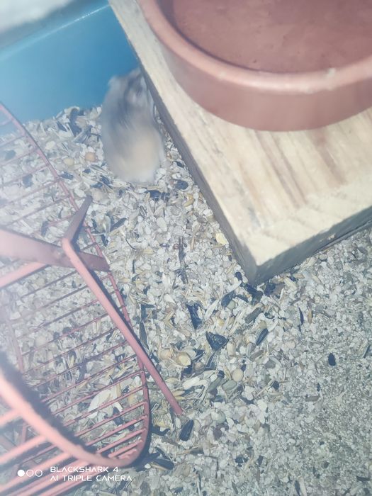 Hamster anão russo