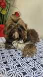 Shih Tzu samiec czekoladowy